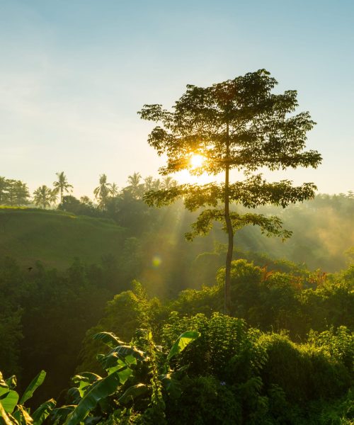 COP 16 Corporate Sustainability Reports